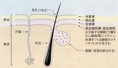 皮膚の構造