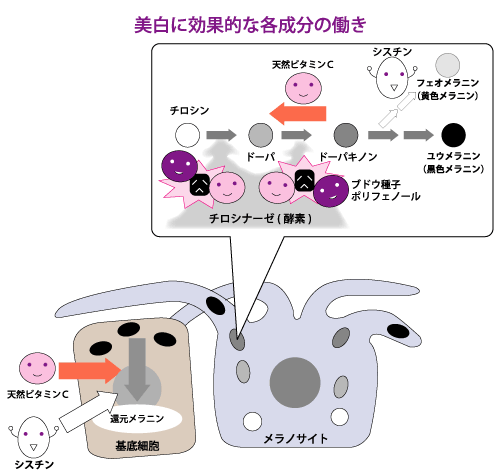 美白に効果的な各成分の働き